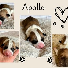 Apollo - White and red male Pembroke Welsh Corgi puppy in Boones Mill, Virginia from Cahas Corgis of Virginia