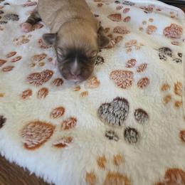 Boy1 - Gold male Havanese puppy in Batesville, Arkansas from Hillbilly Havanese