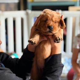 Pink - Dark golden female Golden Retriever puppy in Smithfield, Utah from Golden Palms Puppies