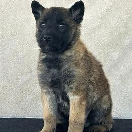 Pink-Shown at 5.5 weeks old - Fawn female Belgian Malinois puppy in Golden Valley, Arizona from Desert Wind Kennels