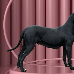 Jazzy - Great Dane