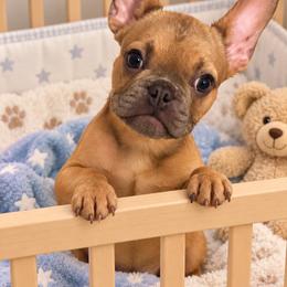 River - Blue fawn male French Bulldog puppy in Saucier, Mississippi from Mississippi Sound Frenchies