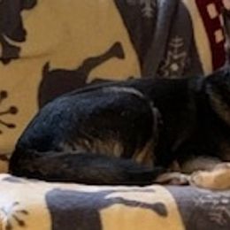 Aarre - Lapponian Herder