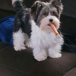 Biewer Terrier and Yorkshire Terrier All Grown Up from Skyridge Puppies