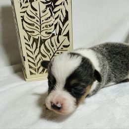 Bluie boy - Gray and white male American Corgi puppy in Scottown, Ohio from Wyndy Ridge Corgis