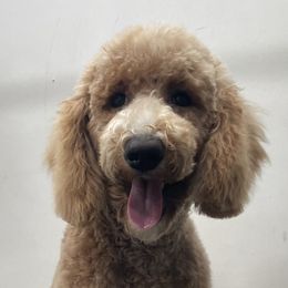Poodle Puppies from Rhapsody Standard Poodles