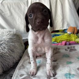 Girl 3 - White and liver female German Shorthaired Pointer puppy in Troy, North Carolina from Uwharrie GSP