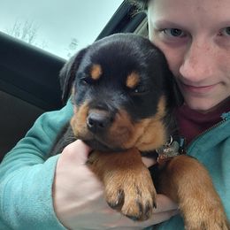 Rottweiler Puppies from Raya's Royals Kennels