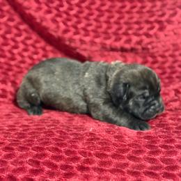 Tan Collar N - Fawn male Cane Corso puppy in Paris, Texas from Knucklehead Cane Corso