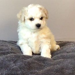 Girl 2 - White and buff female Bichon Frise puppy in Greensboro, North Carolina from Luna Llena Bichons