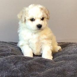 Girl 2 - White and buff female Bichon Frise puppy in Greensboro, North Carolina from Luna Llena Bichons