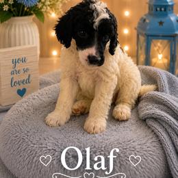 Olaf - Parti female Poodle puppy in Washington, Pennsylvania from Patriotic Poodles