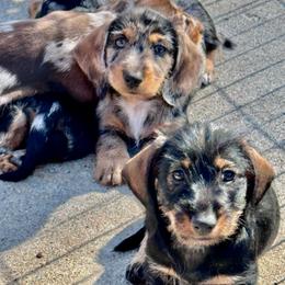 Dreamy - Dapple female Dachshund puppy in Michigan And Florida Locations, Michigan from UP North Dachshunds UPNDLLC