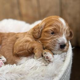 Reed - Red male Cavapoo puppy in Orrstown, Pennsylvania from Pawfect Fur Friends