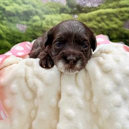 Ivy - Chocolate female Australian Labradoodle puppy in Anderson, California from Shaggy Doodles