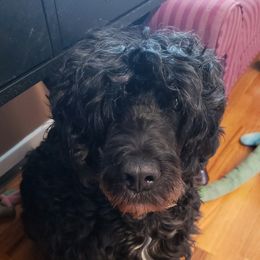 Evie - Portuguese Water Dog