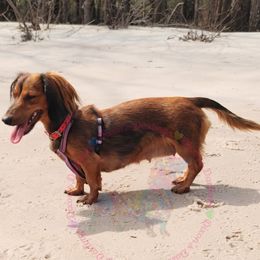 Brynnlie - Dachshund