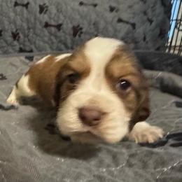 Herbie - Liver white and tan male English Springer Spaniel puppy in Coeur D'alene, Idaho from Springer Hollow