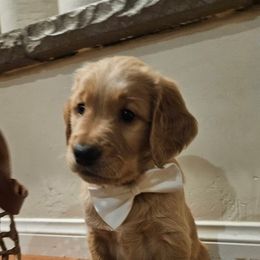 Golden Retriever Puppies from Bennett Goldens