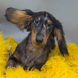 Boy - Dapple male Dachshund puppy in Salyersville, Kentucky from Lavendell Dachshunds