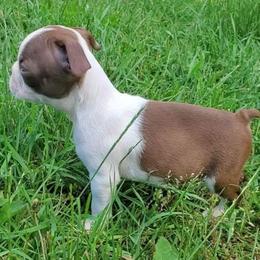 Male runt - Red male Boston Terrier puppy in Priest River, Idaho from Hoo Doo Boston Terriers of North Idaho