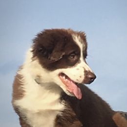 Australian Shepherds from AllStar Aussies