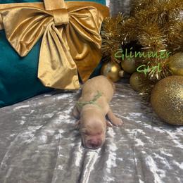 Glimmer - Light golden female Golden Retriever puppy in Rockville, Minnesota from Bracha Poodles & Doodles