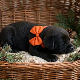 Astrid - Black female Labrador Retriever puppy in Peru, Indiana from Harvest Moon Farms - Indiana English Cream Golden Retreivers