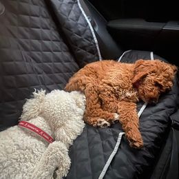 Goldendoodle Puppies from Edge Farm Goldendoodles