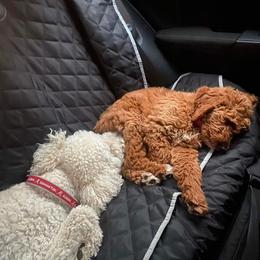 Goldendoodle Puppies from Edge Farm Goldendoodles