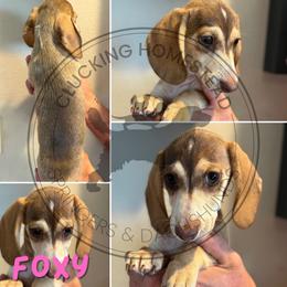 Foxy - Cream female Dachshund puppy in Fond Du Lac, Wisconsin from Clucking Homestead Springers & Dachshunds