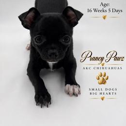 AKC Onyx - Black and white male Chihuahua puppy in Columbus, Nebraska from Prancy Pawz