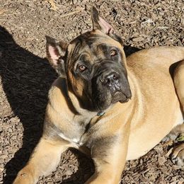 Cane Corso from Briggshaus Kennel