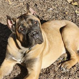 Cane Corso from Briggshaus Kennel