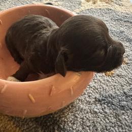 Goal - Chocolate male Havanese puppy in Arizona from HavaDoggie