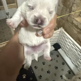 Boy 3 - White male West Highland White Terrier puppy in Edinburg, Texas from Mel’s Westies