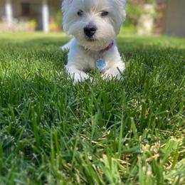 West Highland White Terrier Puppies from Wagglesworth Westies