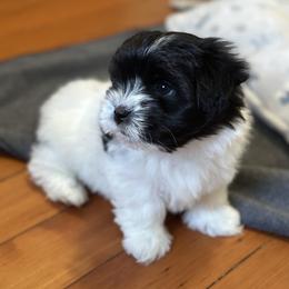 Girl 2 - Black female Coton de Tulear puppy in Vancouver, Washington from Uptown Cotons