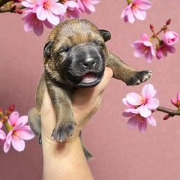 Marion - Sable female German Shepherd puppy in Oakland, Oregon from VHM German Shepherds