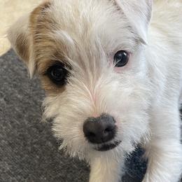 Parson Russell Terrier Puppies from spring canyon