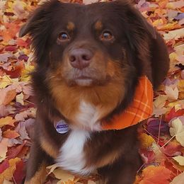 Nalea - Miniature American Shepherd