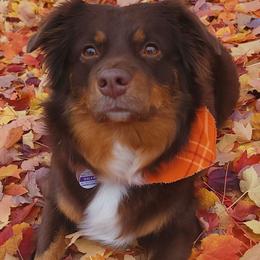 Nalea - Miniature American Shepherd
