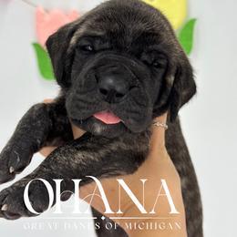 Lotus - Brindle female Great Dane puppy in Michigan from Ohana Great Danes of Michigan