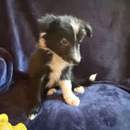 Ridge - Black and white male Border Collie puppy in Paris, Texas from Broadmoor Farm