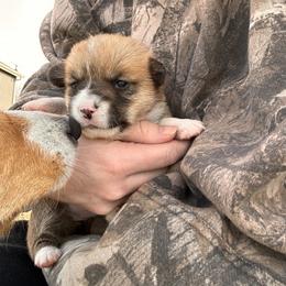 Rain - Red female Pembroke Welsh Corgi puppy in Springfield, Missouri from Hansen Corgis