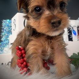 Boy - Tan male Yorkshire Terrier puppy in Machesney Park, Illinois from Three Yorkie Family
