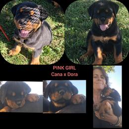 Girl 2 - Black and mahogany female Rottweiler puppy in De Witt, Iowa from Irish Eyes Kennels