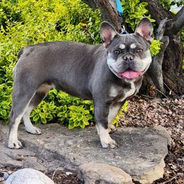 Paris - French Bulldog