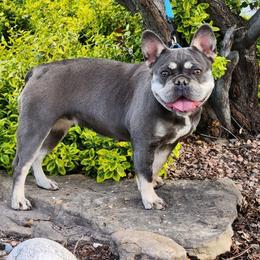 Paris - French Bulldog