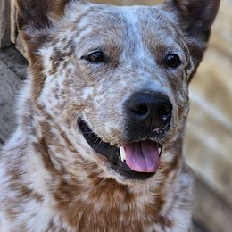 Emerald - Australian Cattle Dog